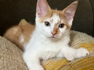 Manie Coon / norsk skovkat