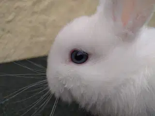 Påske Kanin unger, super tilbud på Kaninbjerget