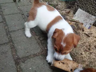 Jack Russel hvalpe. ( Kort benet type)
