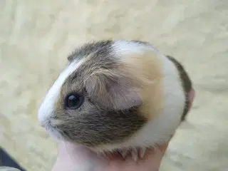 2 x Han unge til voksen, der har mistet makkeren.