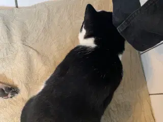 Søger en hund Der til betale for 