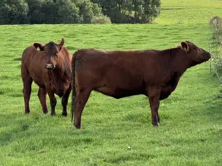 Rød Angus Kvier