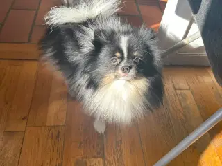 Pomeranian tricolor til avl