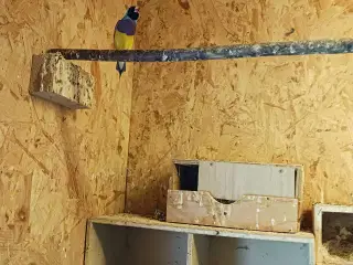 Gouldsamadin