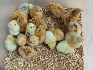 Kyllinger fra dværg silkehøns