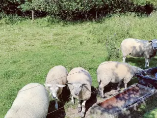 Hej jeg har en vædder og en gimmer til salg 