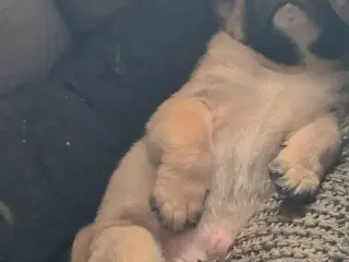 Dejlig mops han hund 