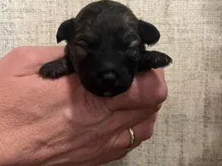 Kun 2 lækre hanner tilbage. Små blandinger