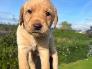 LABRADOR med Stamtavle