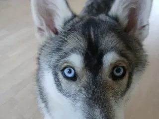 10mdr gammel Husky han søger nyt hjem. 