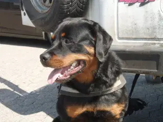 Genbrugshund købes.