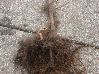 Hindbærplanter
