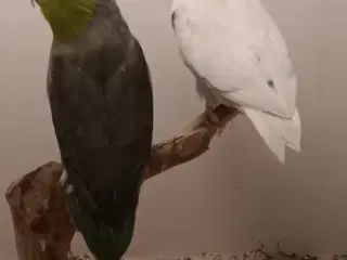 lesson spuvepapegøjer