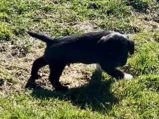 Super lækre, og kraftige Lagotto / Spansk Vandhund - 4