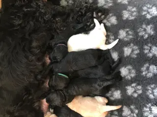 doodledoodle hvalpe en skøn familiehund, fra 18/6