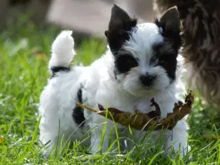 Biewer Yorkshire terrier