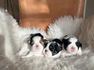 Lhasa Apso hvalpe 