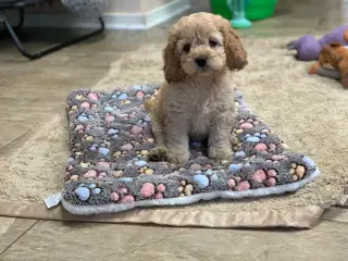 Cockerpoo babyer 