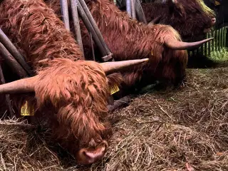 Skotskhøjlands tyre fra 2022