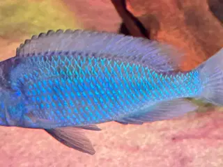 malawi cichlider Blå delfin flotte blå fisk. 