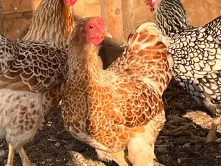Dværg wandotter