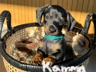 Kun én lille charmebøf tilbage –chiweenie- hvalp s