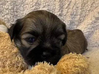 Lhasa Apso hvalpe med DKK plus