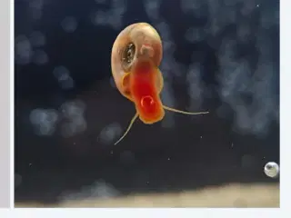 Planorbesnegl