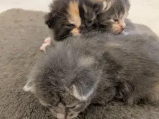 Maine coon mix