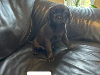 Dansk-svensk gårdhund blanding