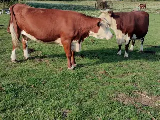 Hereford kvæg