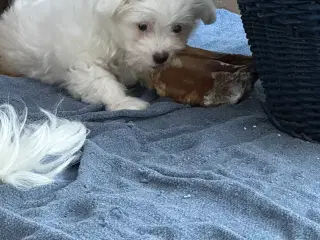 Malteser hvalp