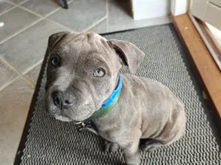 Engelsk staffordshire bull terrier hvalp