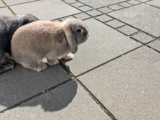 To minilop kaniner 9 mdr