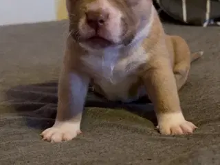 American Bully Pocket