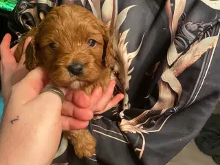 Cavapoo 1 rød pige tilbage 