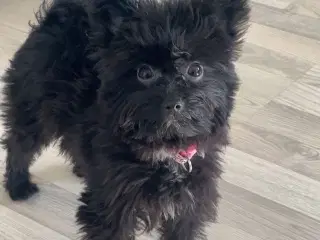 Pom poo
