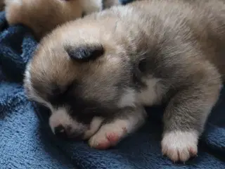 Akita inu Hundehvalp 