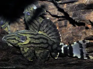 Ny stock liste - Colombia - Spar op til 50%