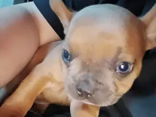 fransk bulldog hvalp