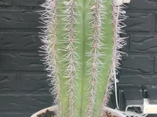 Kaktus 
