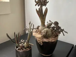 Forkobrede planter til dekorationer