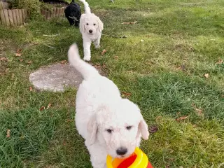 Labradoodle hvalpe