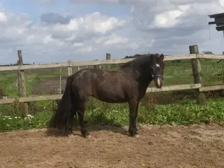 Erfaren læremester