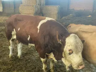 Simmentaler tyr
