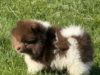 Meget smukke Pomerania hvalpe 