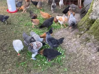 Hønekyllinger krydsnings