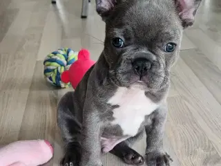 Fransk bulldog hvalpe