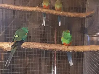 1,1 mangefarvet parakit