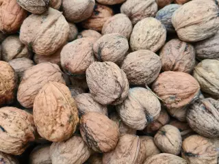 Valnødder fra i år sælges 